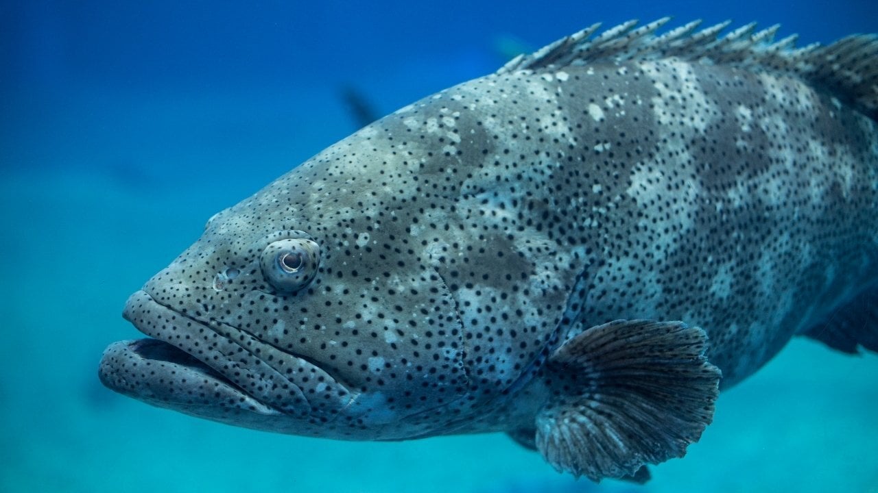 Black Grouper