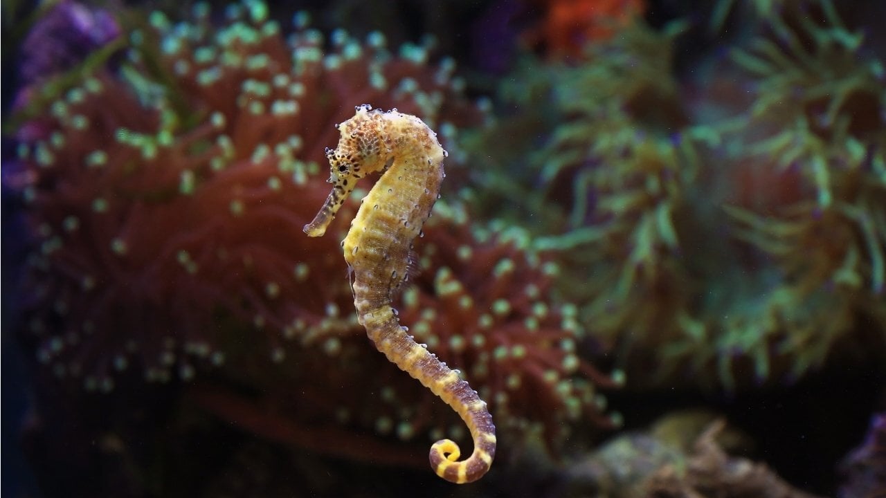 Dwarf Seahorse