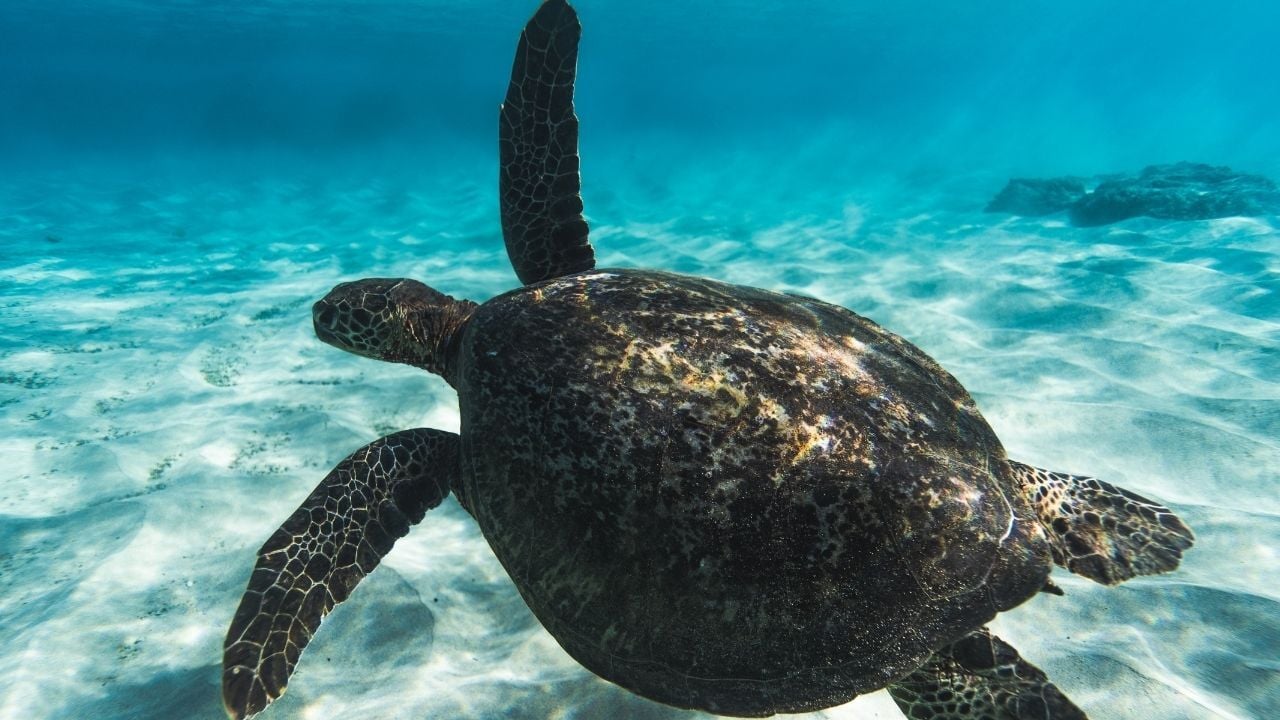 Leatherback Sea Turtle