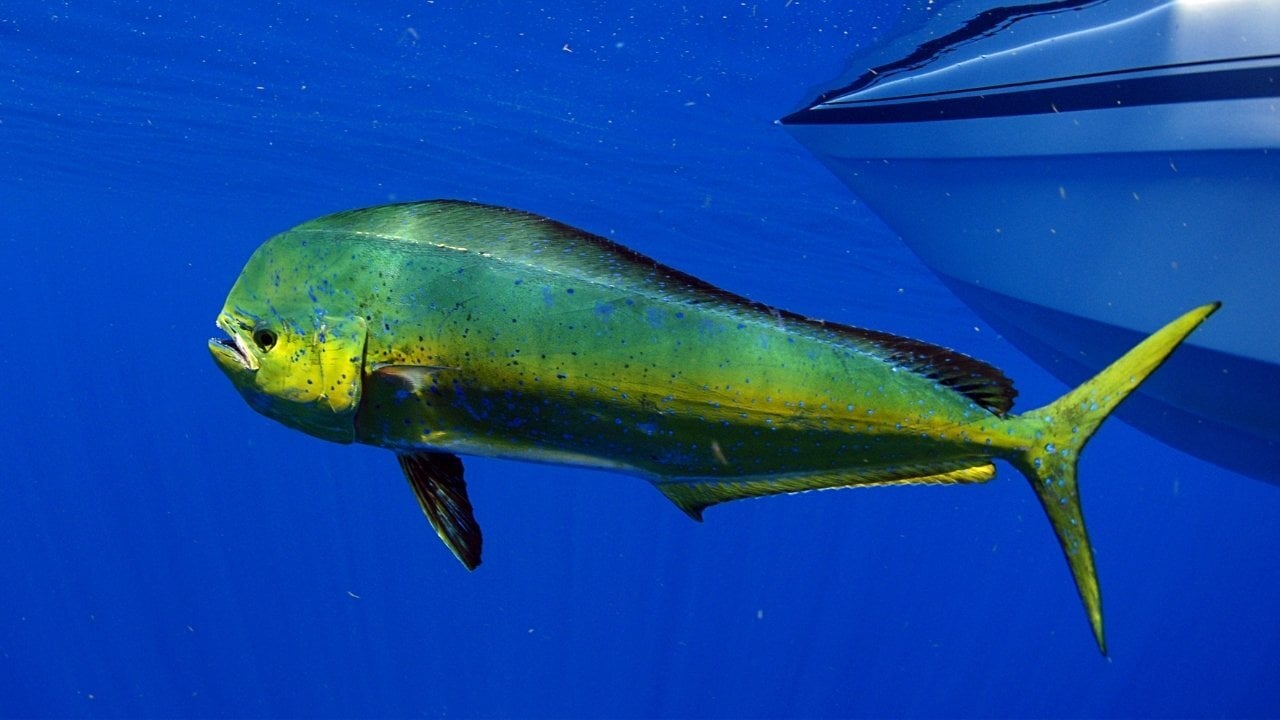 Mahi-Mahi