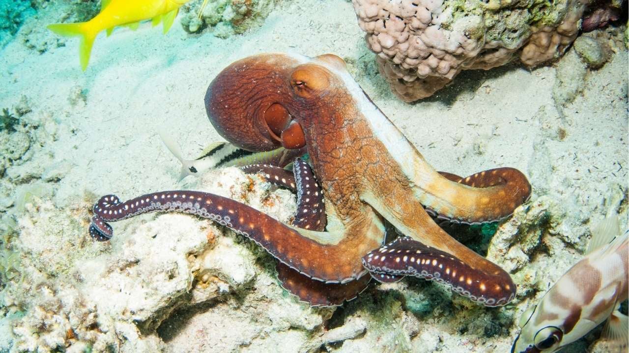 Mexican Four-Eyed Octopus