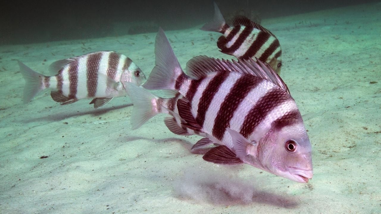 Sheepshead