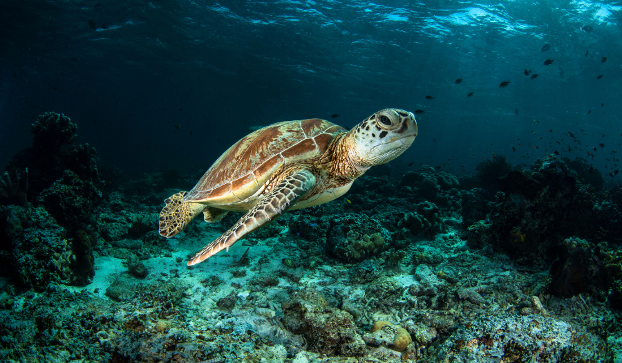 Image of a sea turtle underwater.