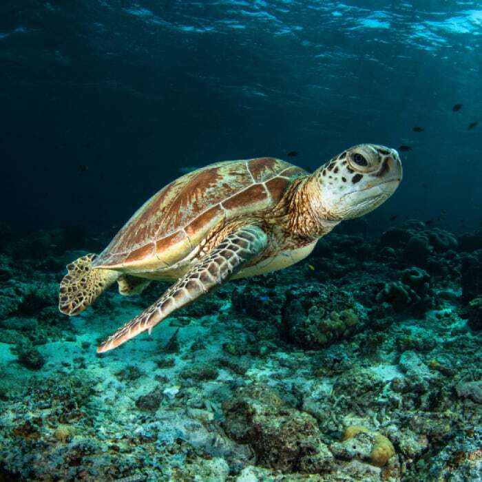 A leatherback sea turtle